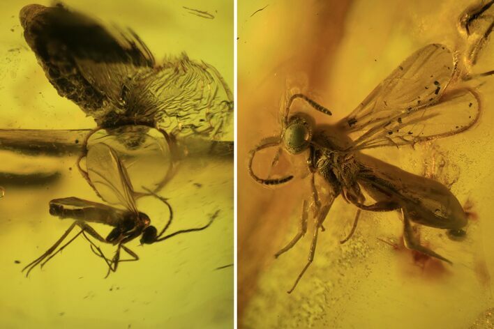Two Detailed Fossil Flies (Diptera) In Baltic Amber #87195